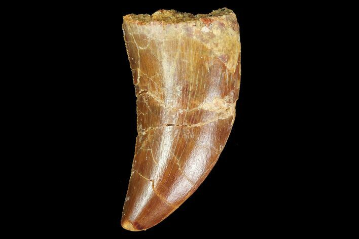 Serrated, Juvenile Carcharodontosaurus Tooth #77079